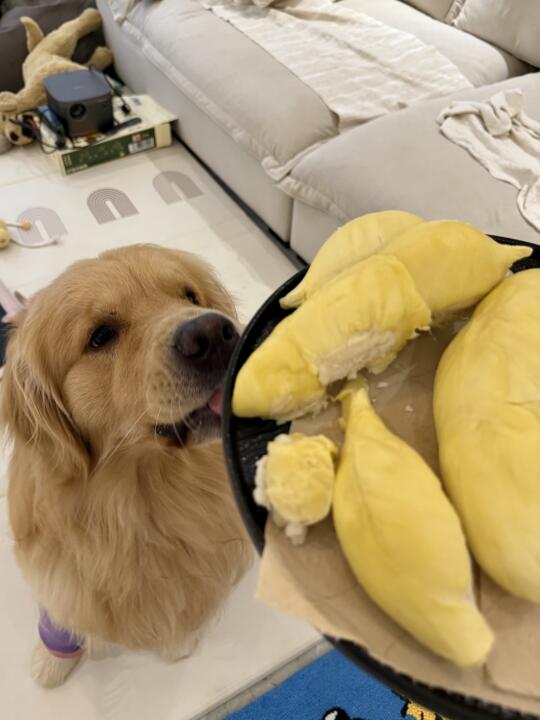 人，狗也吃上今年的第一个榴莲了