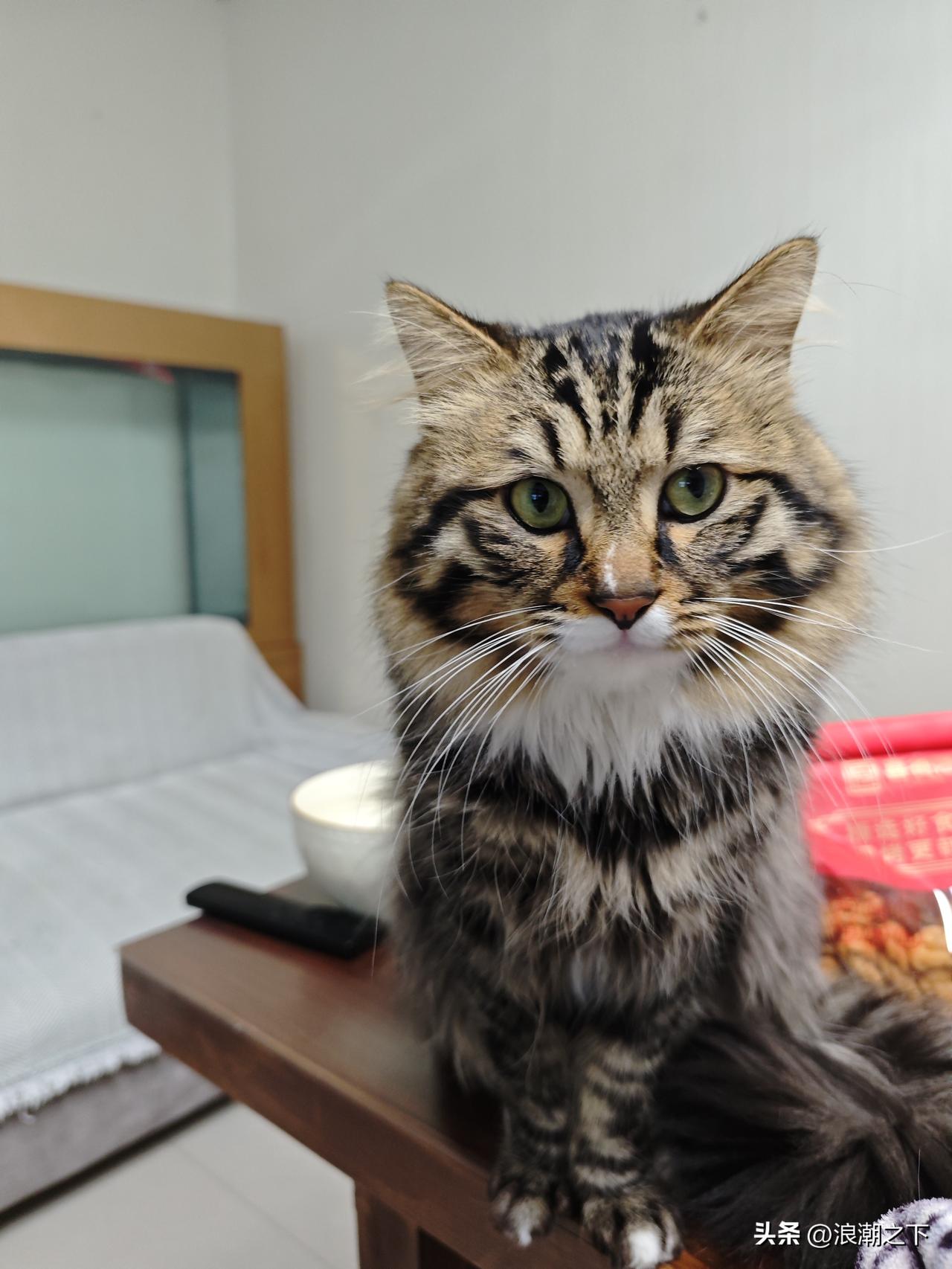 分享一张你家猫咪现在在干啥