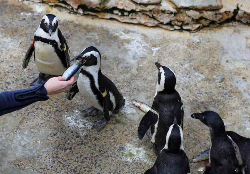【研究：沙丁鱼数量锐减与过度捕捞致6万只非洲企鹅饿死】海外新鲜事 非洲权威期刊《