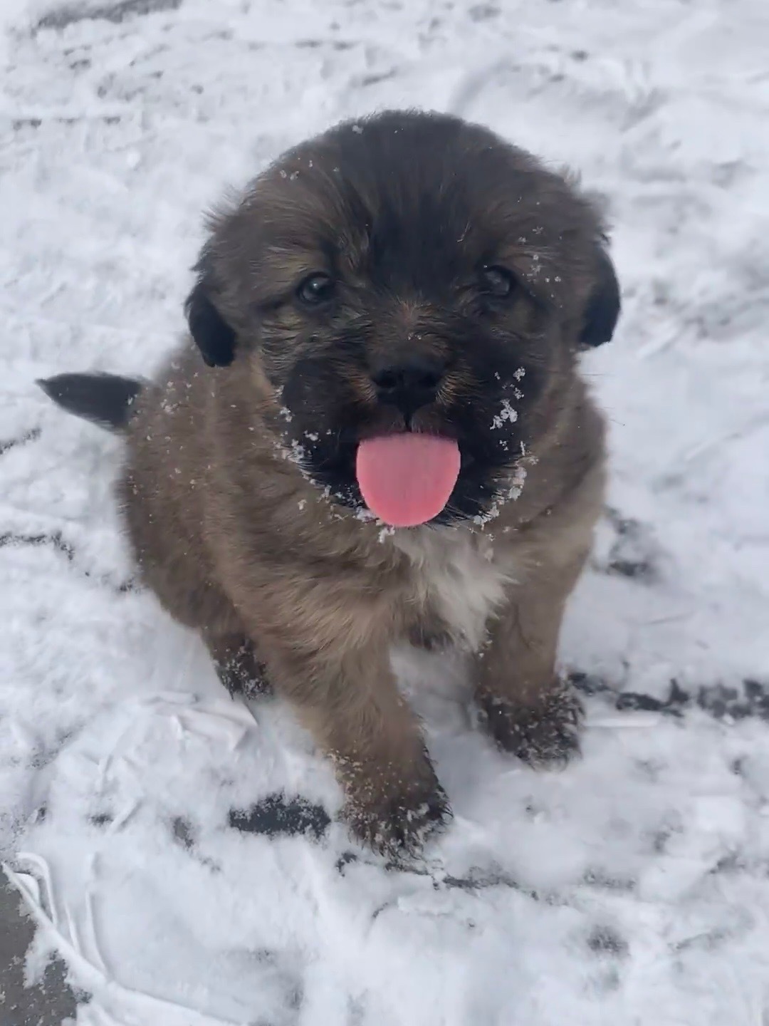 小狗第一次尝试雪的味道 ​​​