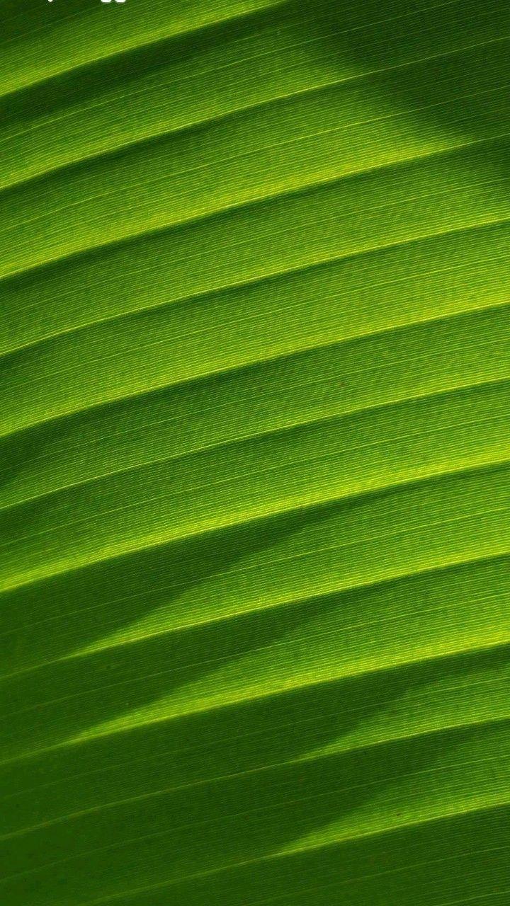 🌿晨光给叶片雕了幅立体画，叶脉是自然的五线谱🎵。每道纹路都在说：简单，即是深