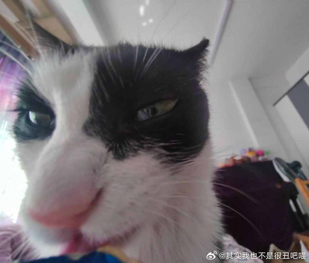50508【丑猫】此猫有帝王之相 