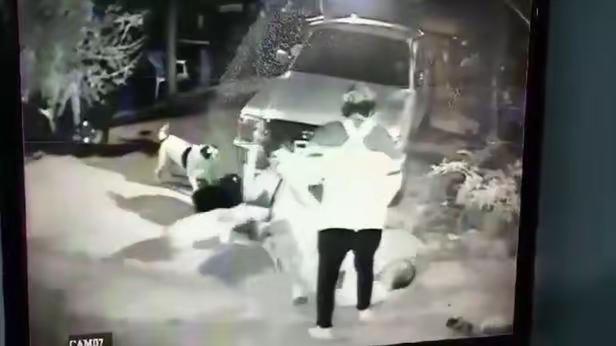 完整榜单
陌生男子闯入家门，狗子冲出护主！这看似一幕普通的家庭小插曲，背后却隐藏