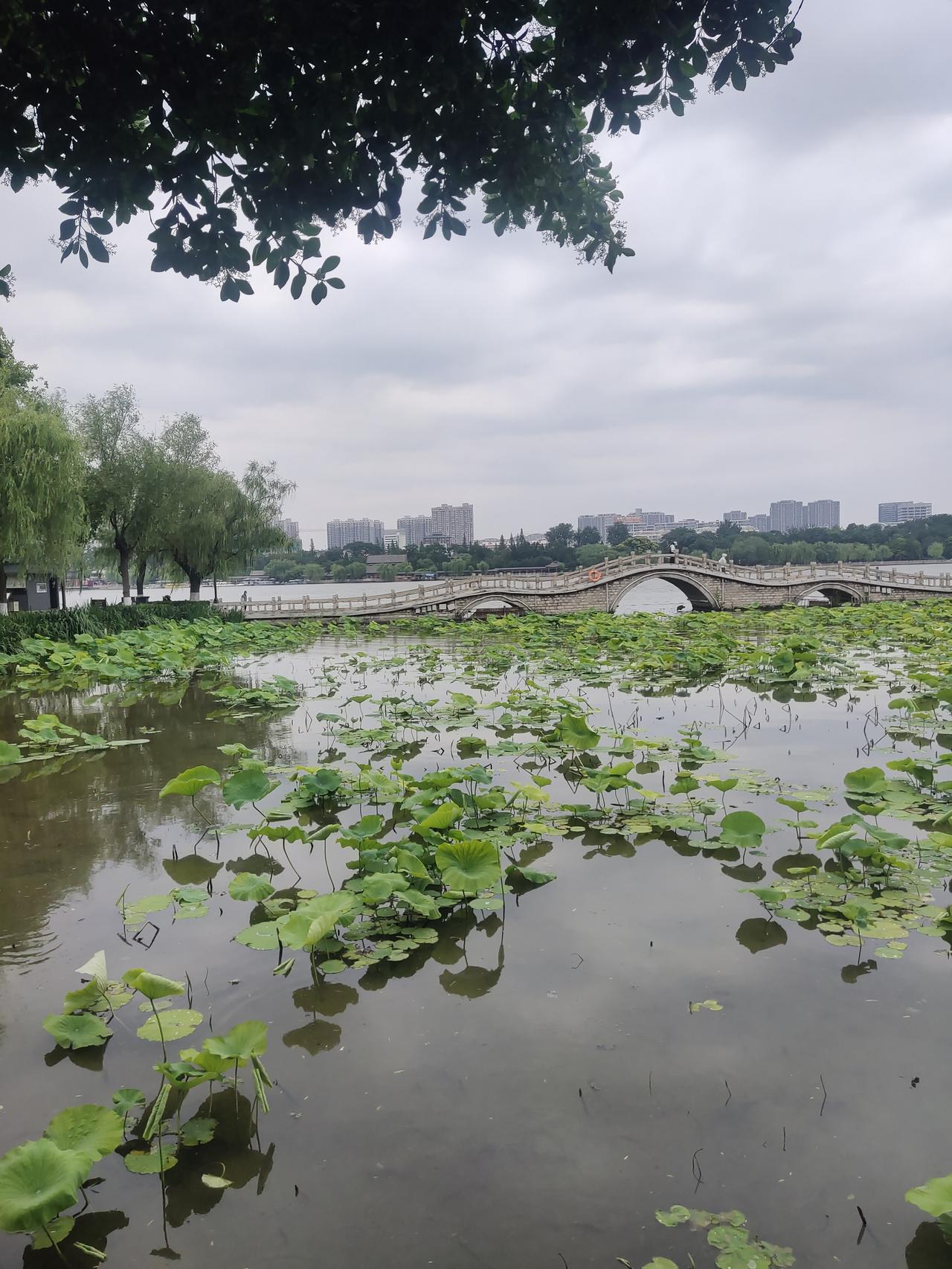 昨天拿药回来后，我去大明湖逛了逛。恰好赶上大明湖举办“泉城双湖，联诀共赢”活动，