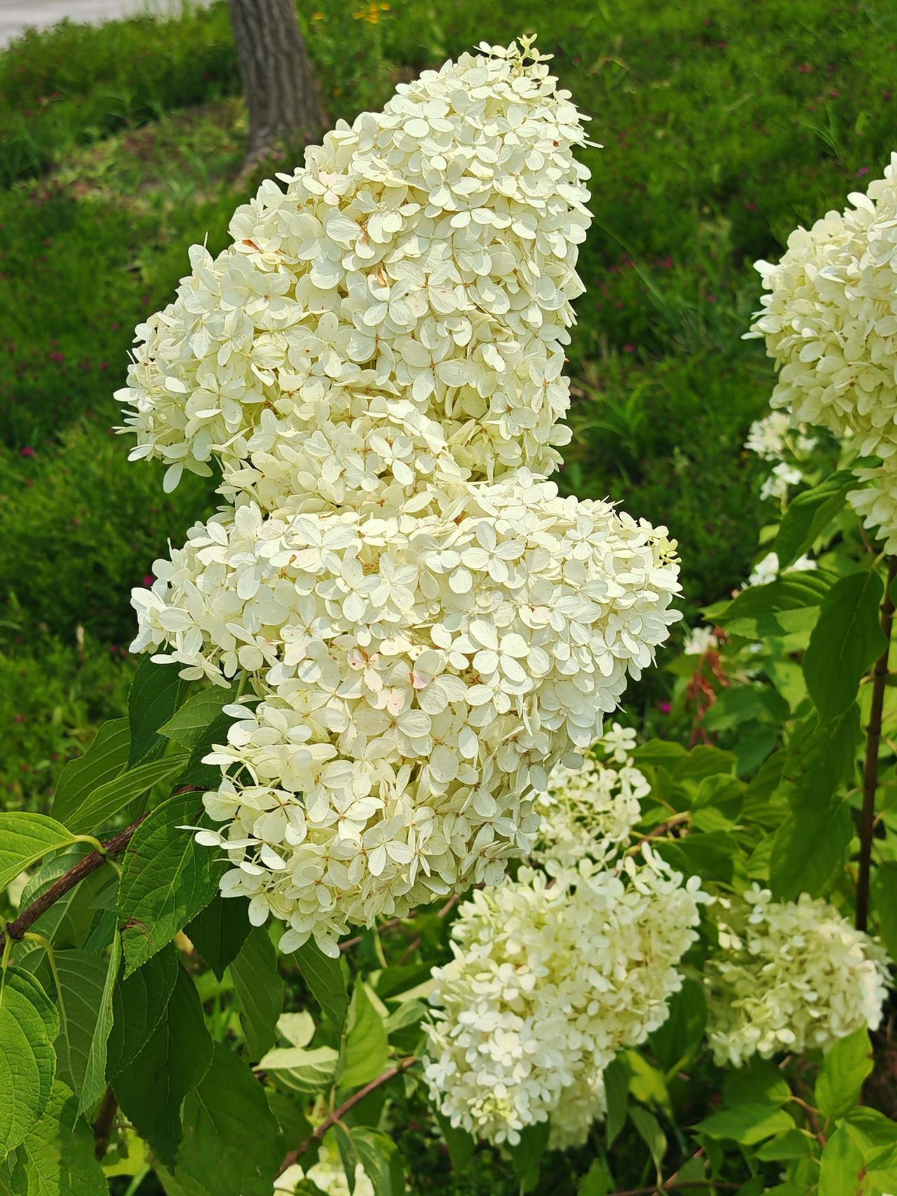 白花香满园，绿叶掩枝间。北京温榆河公园里绣球花很漂亮。