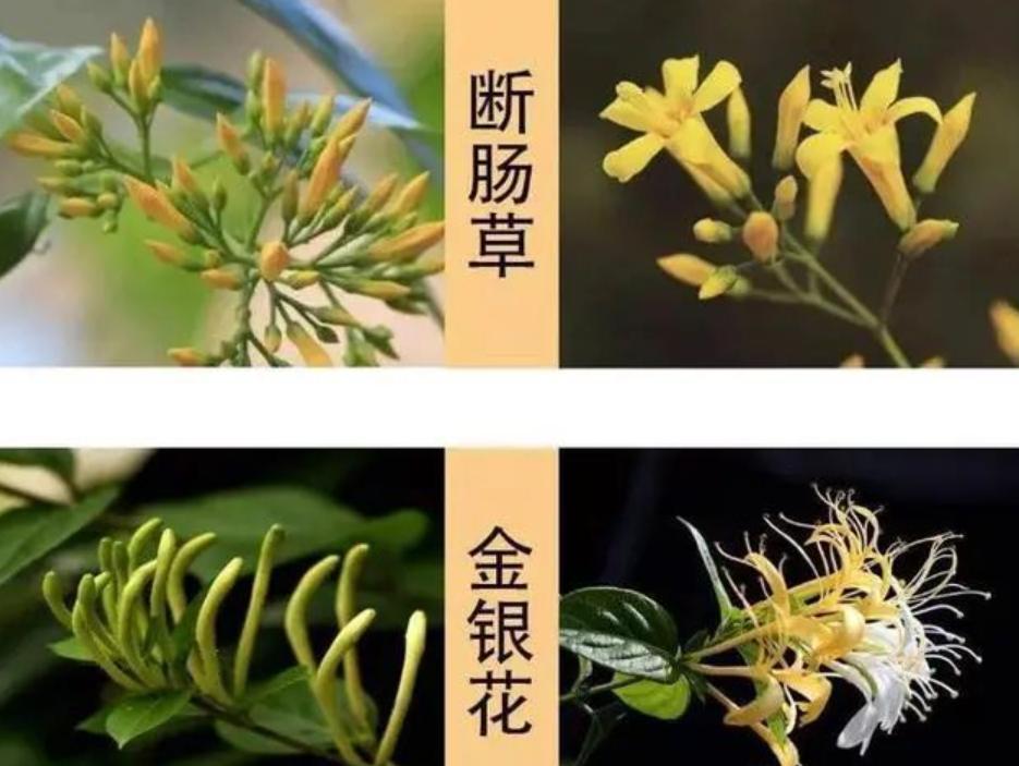 春夏去挖野菜的人注意了，草丛里最致命的“伪装高手”不是虫蛇，而是常被误认成金银花