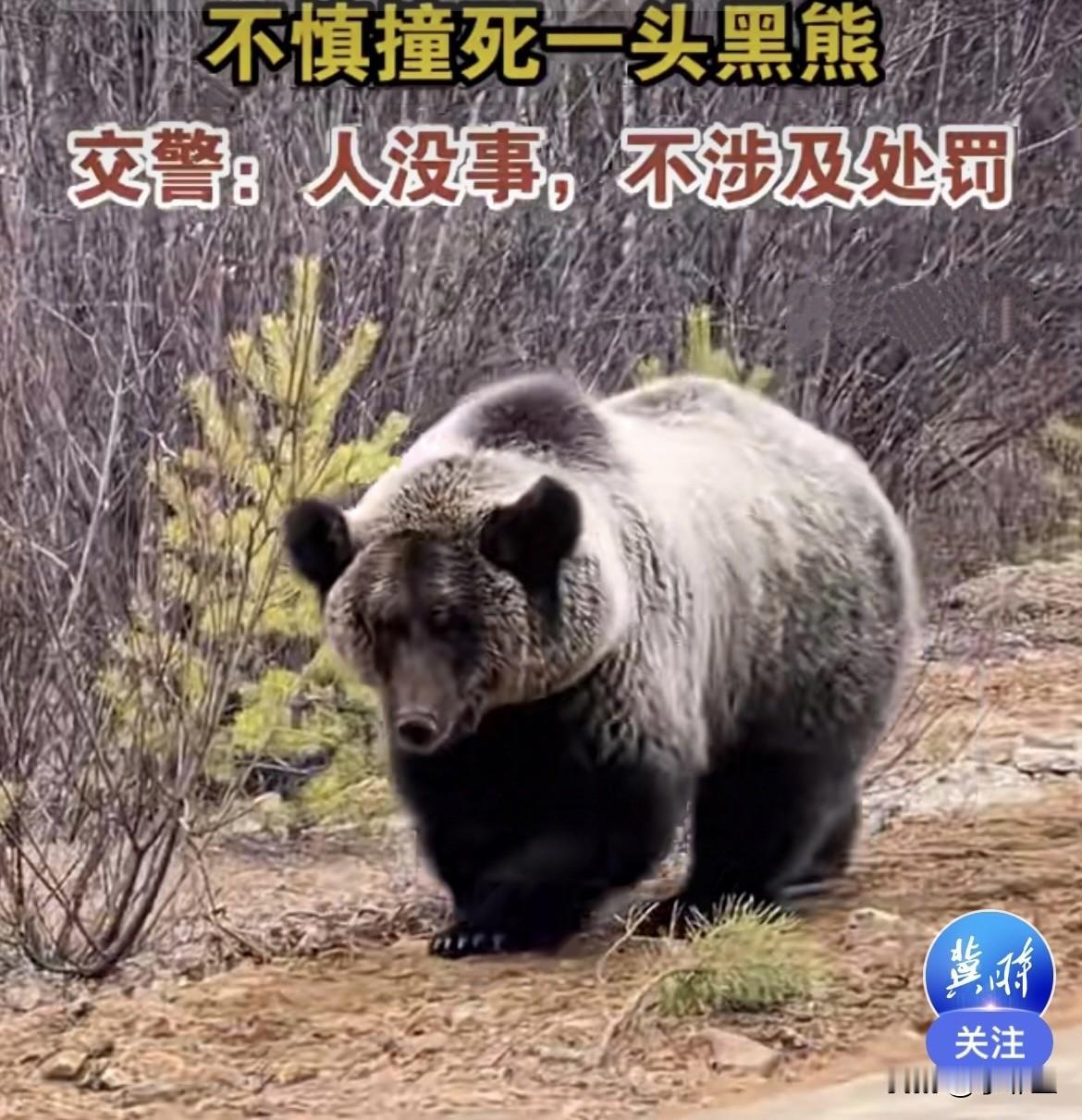 近日，在吉林白山市一国道上，一女司机开的轿车不慎与一只黑熊相撞，黑熊当场死亡……