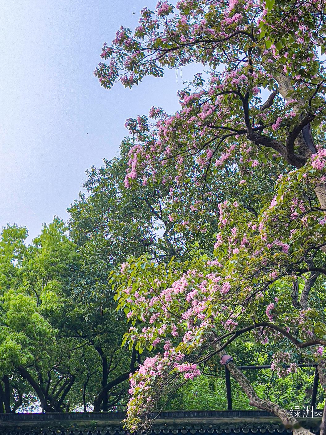 楸树开花 杭州｜吴山#春游季#  