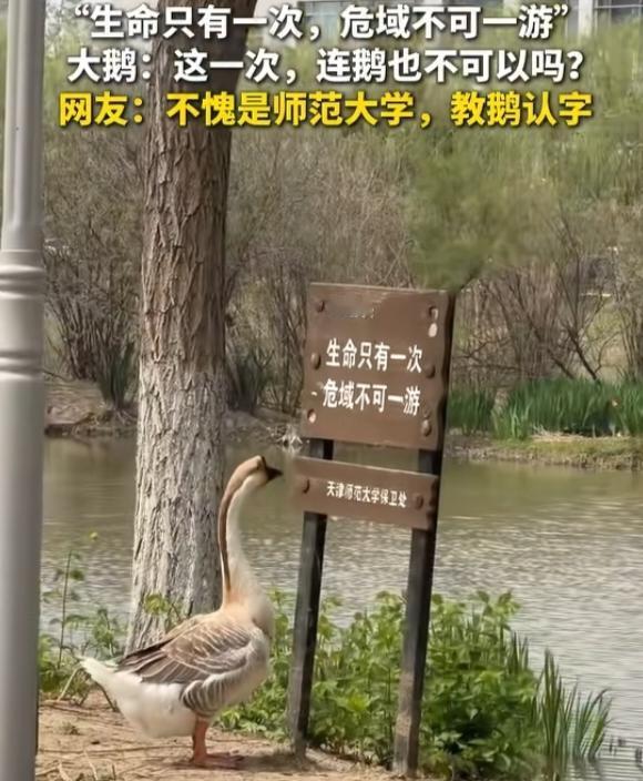 生命只有一次，危域不可一游！

近日，天津师范大学的一只鹅火出圈了，只见它呆萌呆