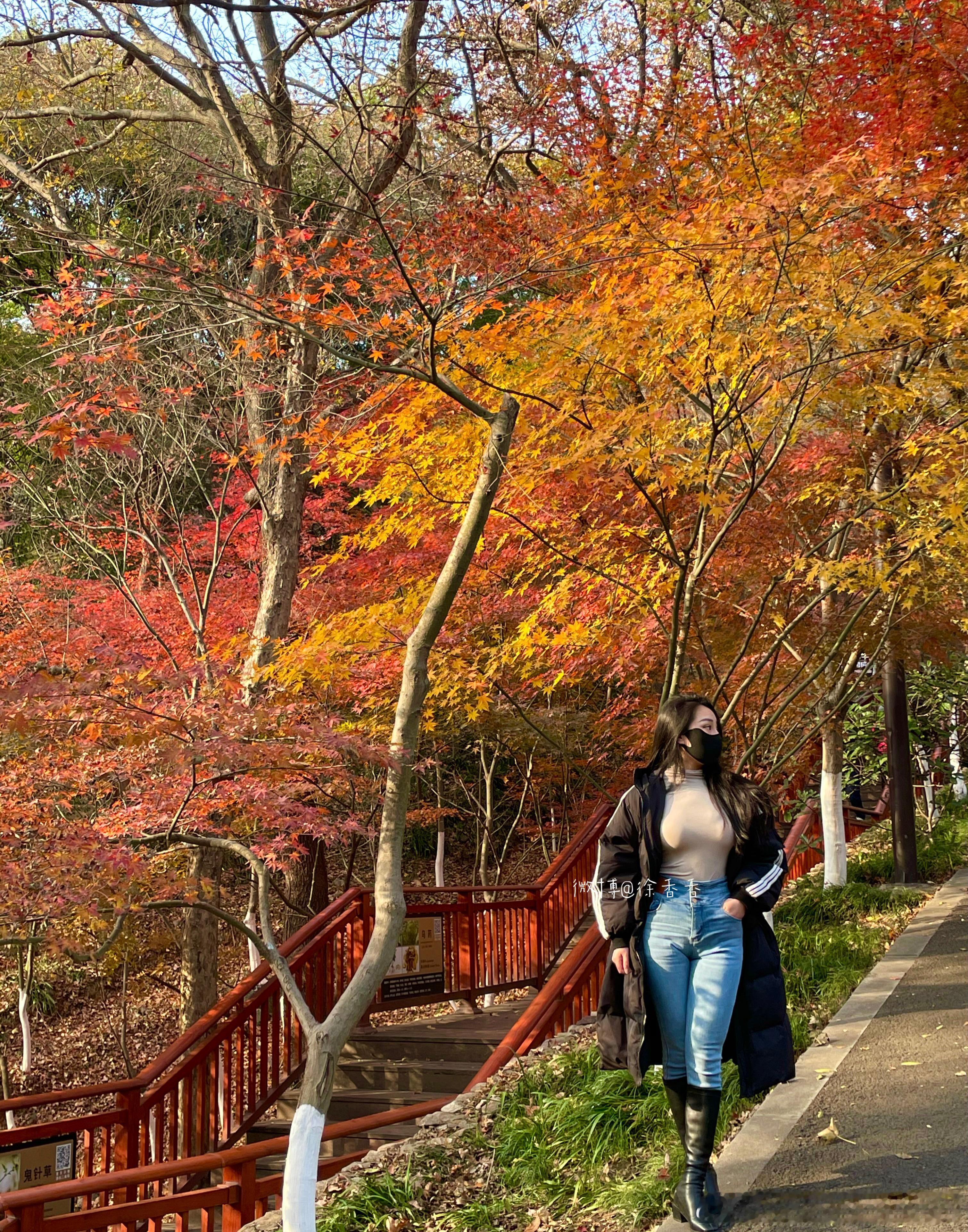 栖霞山的枫叶又到了一年一度最佳观赏时期  