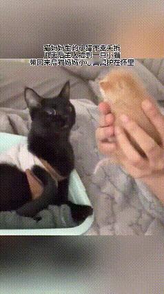 真的别再说动物不懂悲伤了！
      那只刚失去幼崽的猫妈妈，把主人捡来的小猫
