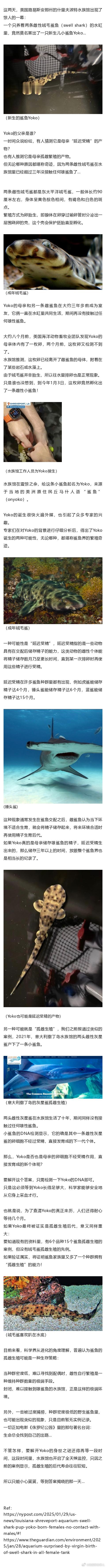 水族馆雌鲨三年没接触雄鲨，却莫名冒出一只小鲨鱼？！这奇迹再现..... 