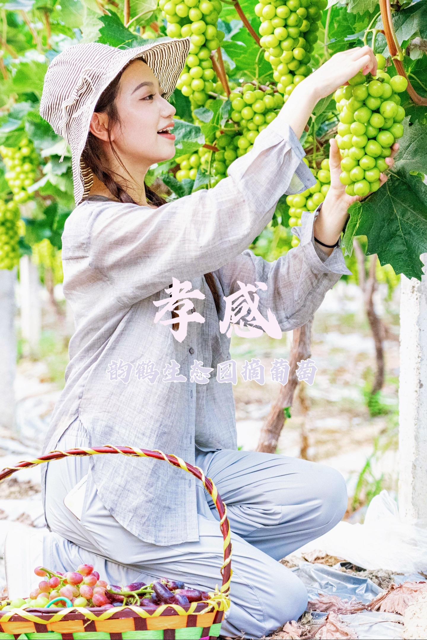 去孝感摘葡萄吃！夏日炎炎，葡萄甜。在孝感市孝昌县的韵鹤葡萄园内，一粒粒...