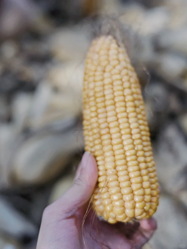 国庆…我在剥苞谷🌽