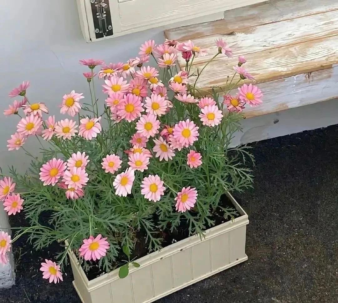 ᯓ𝐬𝐡𝐚𝐫𝐞🌷如果你结婚了记得给我寄一张请柬，我没有及格，我想看看标