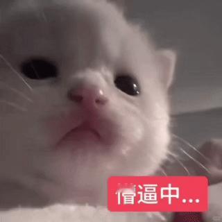 内洁姐郑重声明：洁儿才是我的文艺复兴，内丝顶多算是一个服务条款和隐私政策 