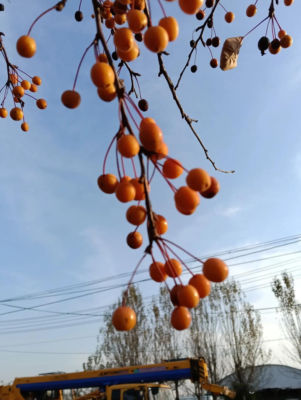 果实满枝头#秋日随记#