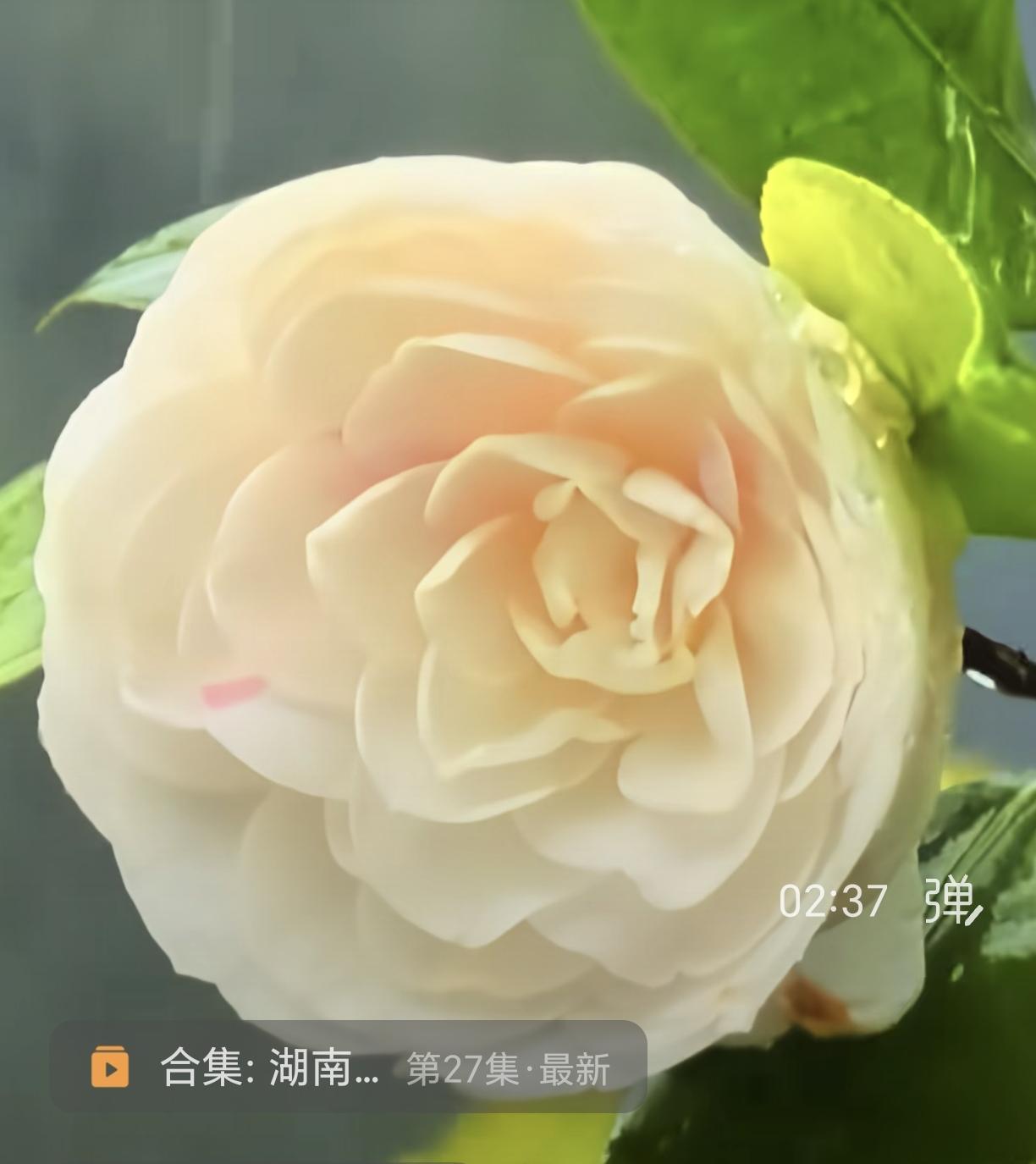 春雨润长沙，满城绽芳华。
红黄蓝白紫，欣然沐云霞。