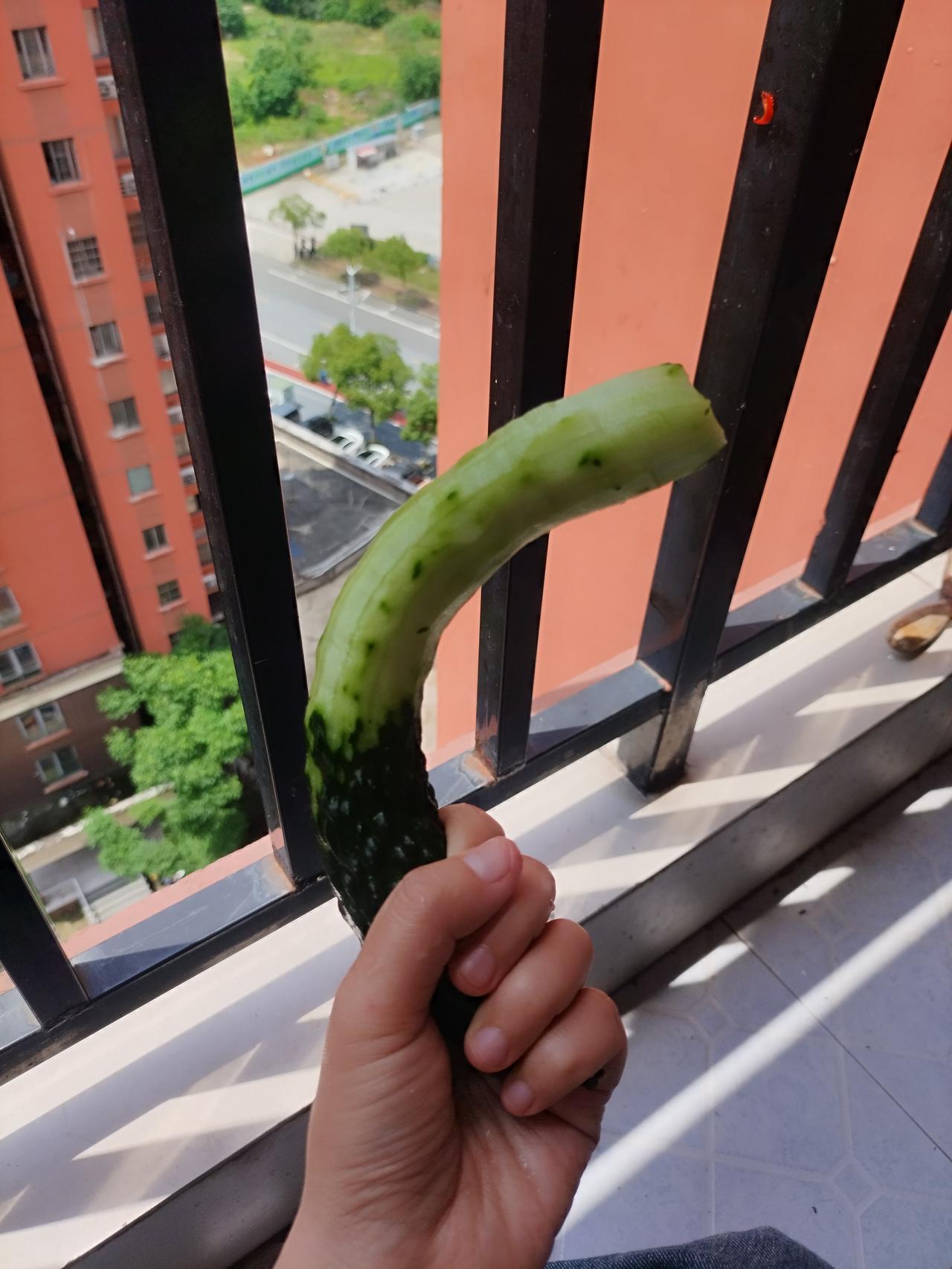 老家买的土黄瓜，老公质疑说是不是品种变异，没有见过这么弯。我就跟他说，“那是你不