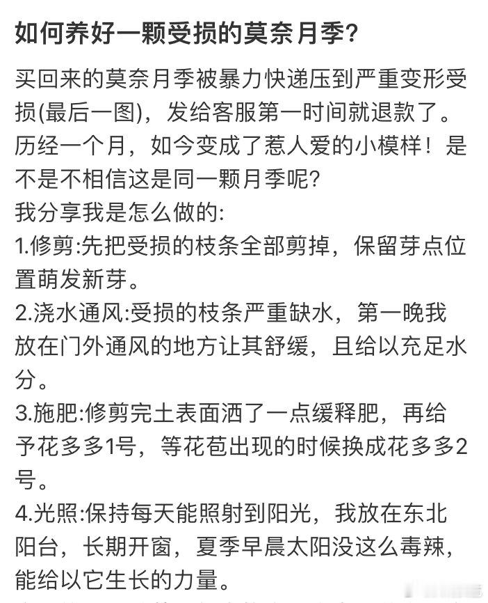 莫奈的画开在了月季上这种月季热了会脱妆想养出条纹分明的莫奈月季？记住三个关键词：