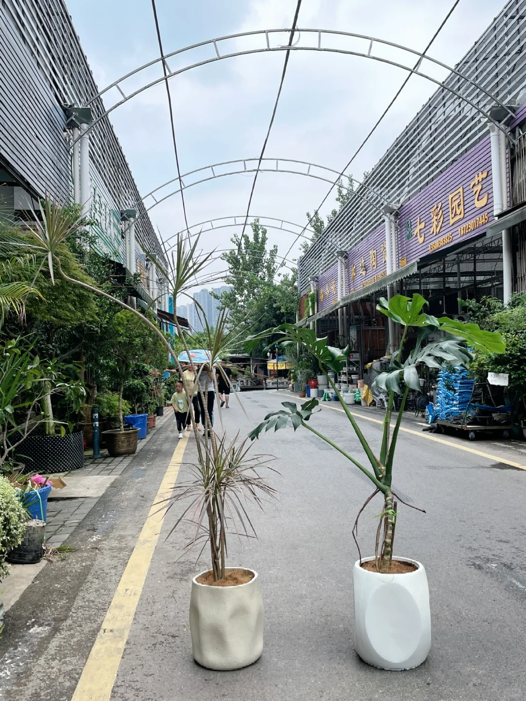 小姐姐搬新家来买植物了～