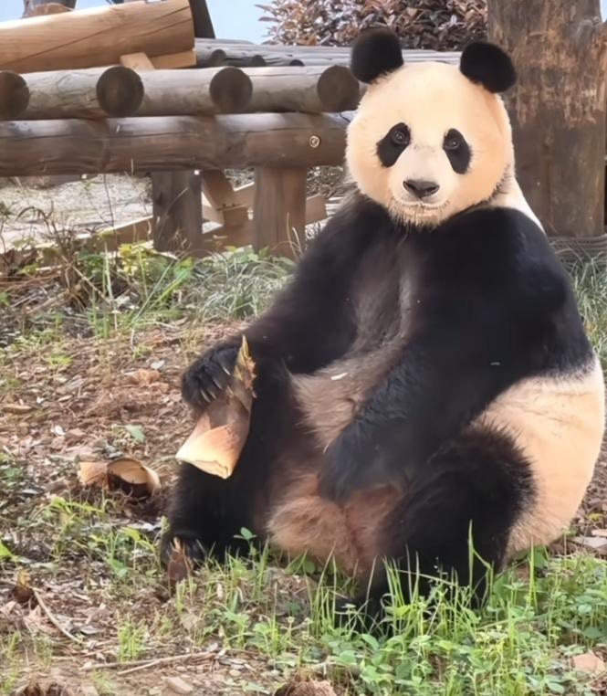 [大笑]华丽和星安为什么都一副焦虑惆怅的神情？华丽手里拿着鲜嫩多汁的竹笋却不吃，