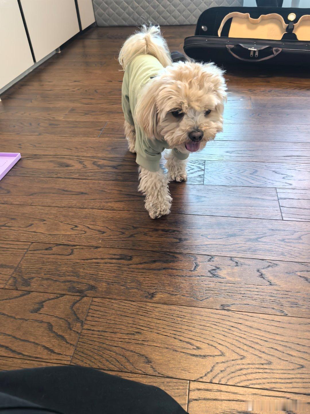 今天家里来了两位小客人🐶🐶 