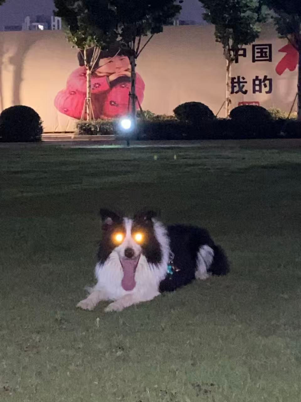 吴老狗能把我们这只收编吗？九门九门汪汪队扩编集结