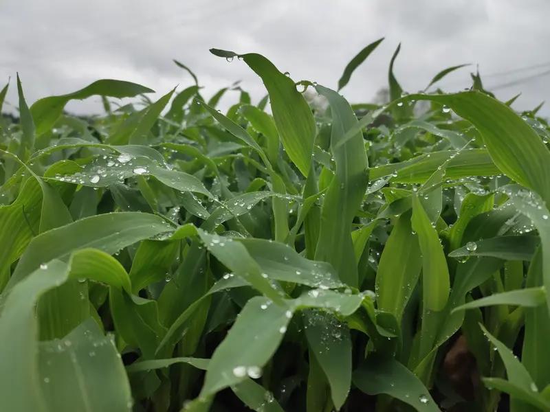 下联:冬雪伤红花，请出上联夏雨润土地