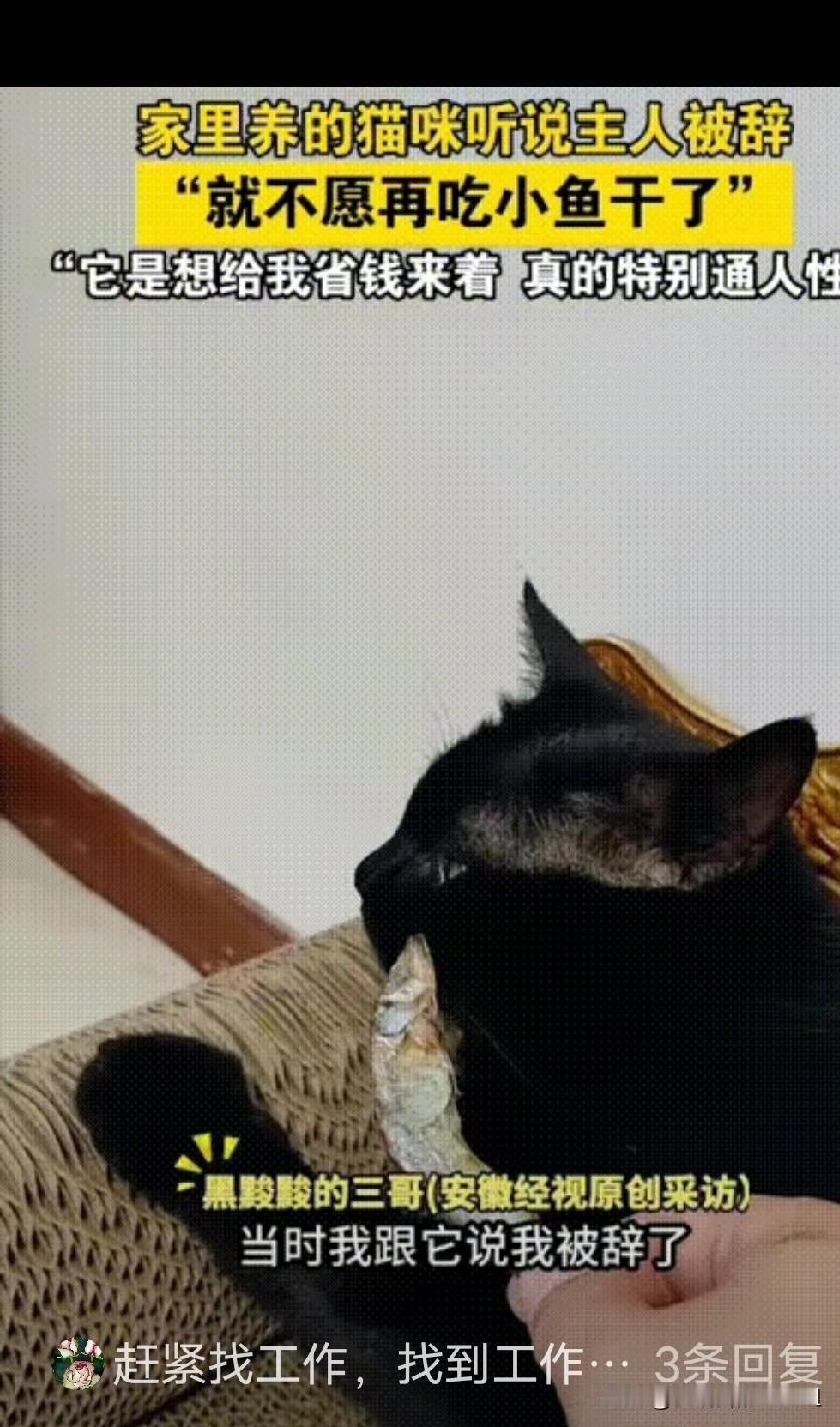 万物有灵！河北燕郊，男子被辞退了，回家后心情不好就跟家里的小猫抱怨念叨了几句，没