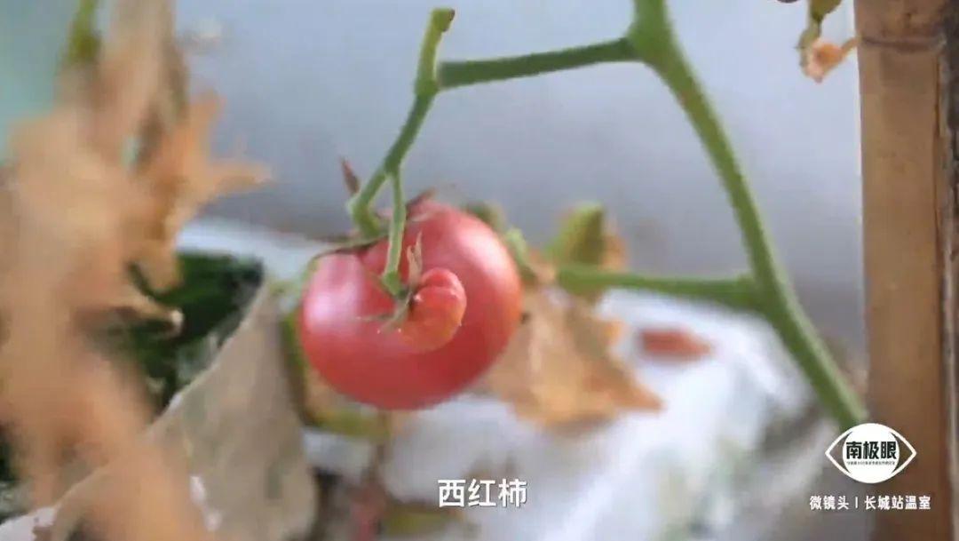 中国南极长城站种植多种蔬菜，智利站拿车厘子来换，意外实现了车厘子自由。