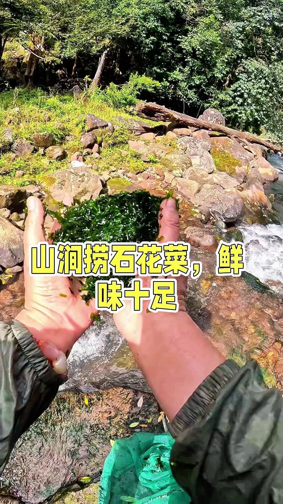 山里的石花菜又冒头了，今天来小溪捞一波。这几天雨水多，溪水涨得厉害，刚好能看到石