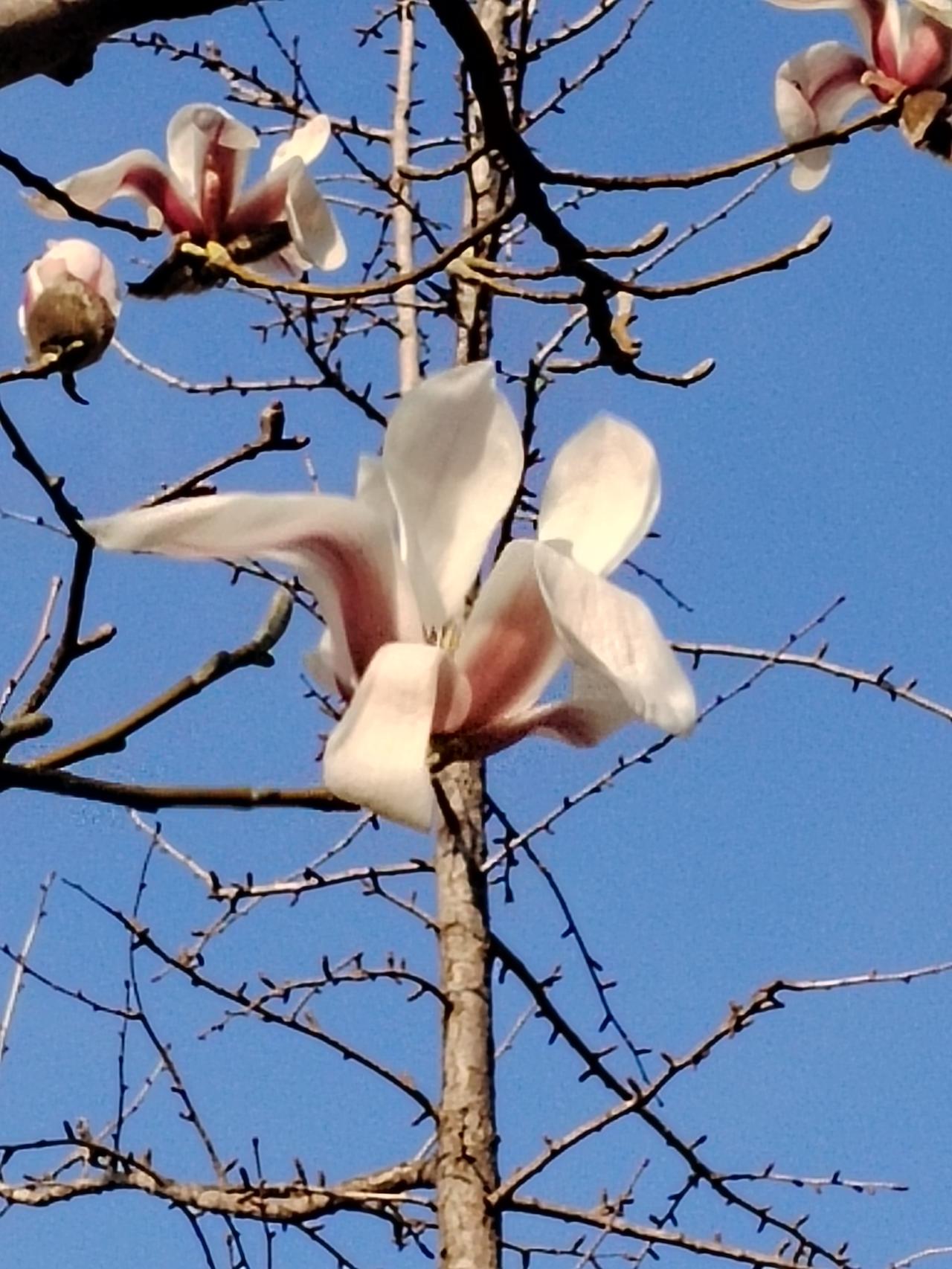 中国队“停稿”，老外慌了神
近期，中科院下属单位研究人员在部分国际期刊子刊发表研