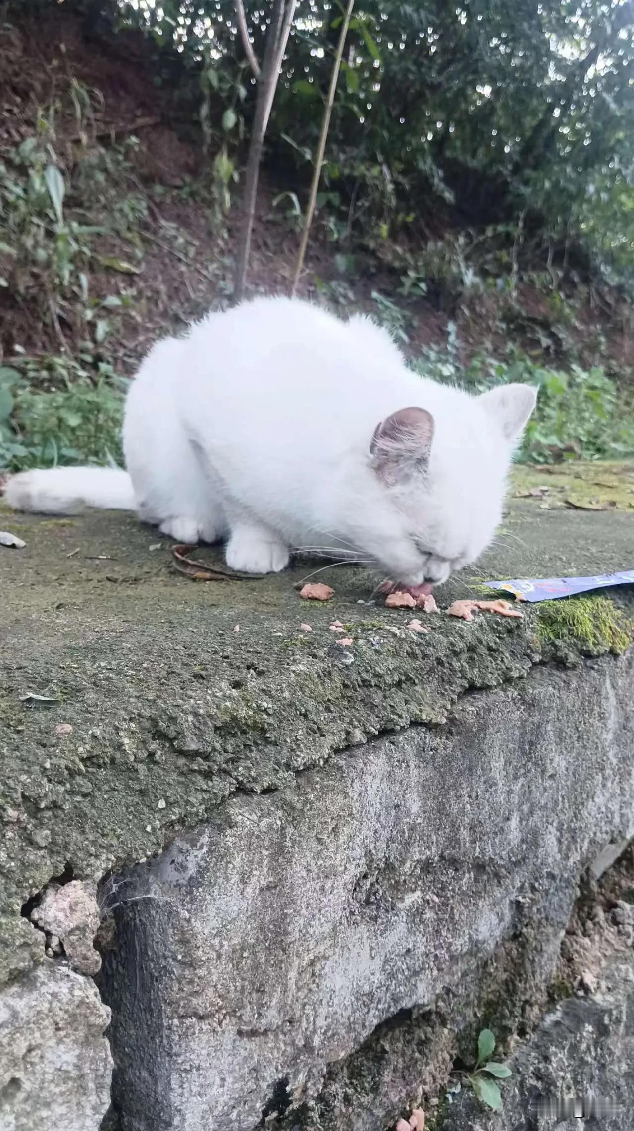很多友友们都劝我把这两只小流浪猫带回家去养吧！可我现在真的是无力收养它们。每天为
