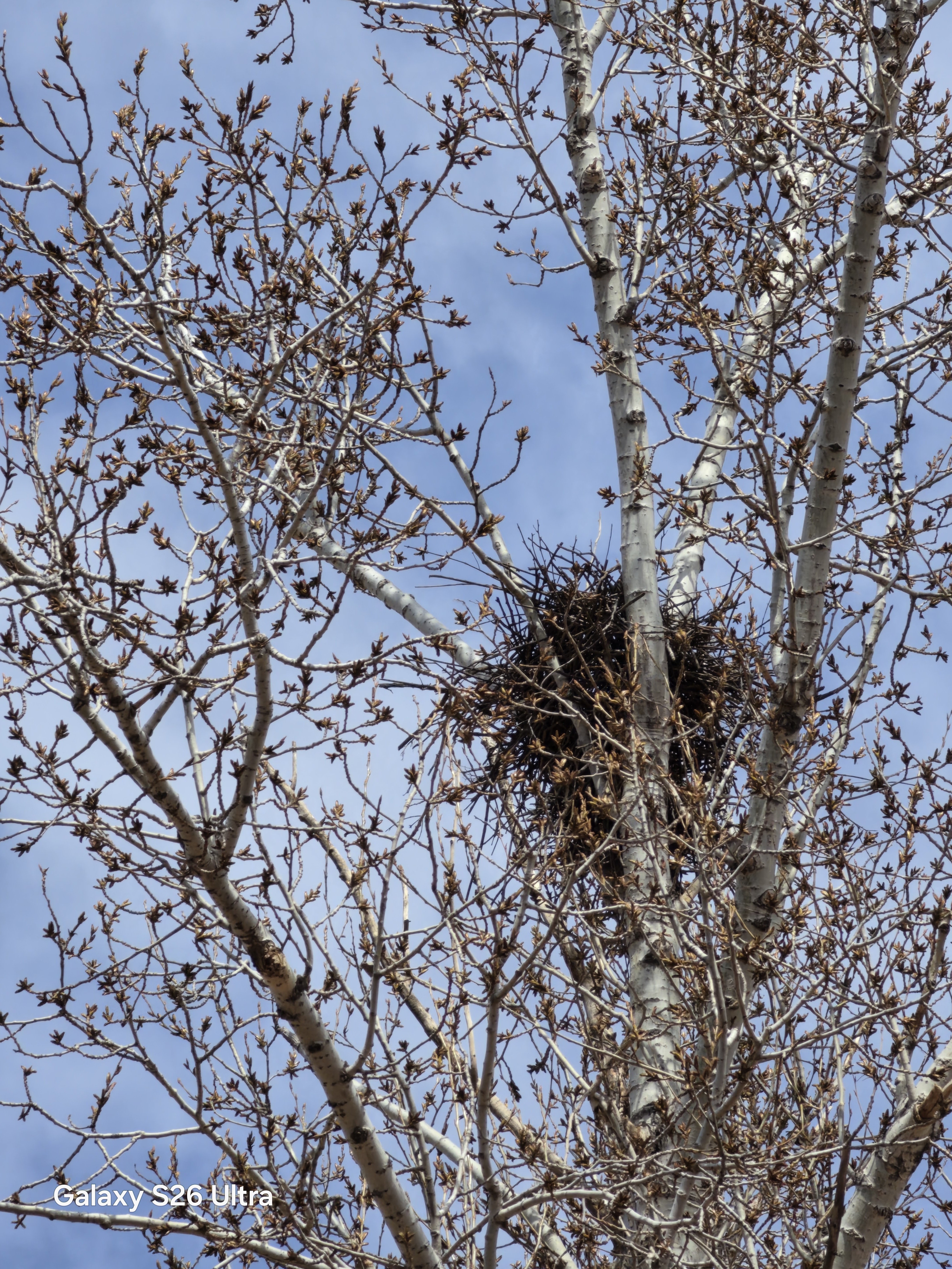 看看这鸟窝里有没有鸟。S26 Ultra0.6X，1X，3X，5X，10X，30