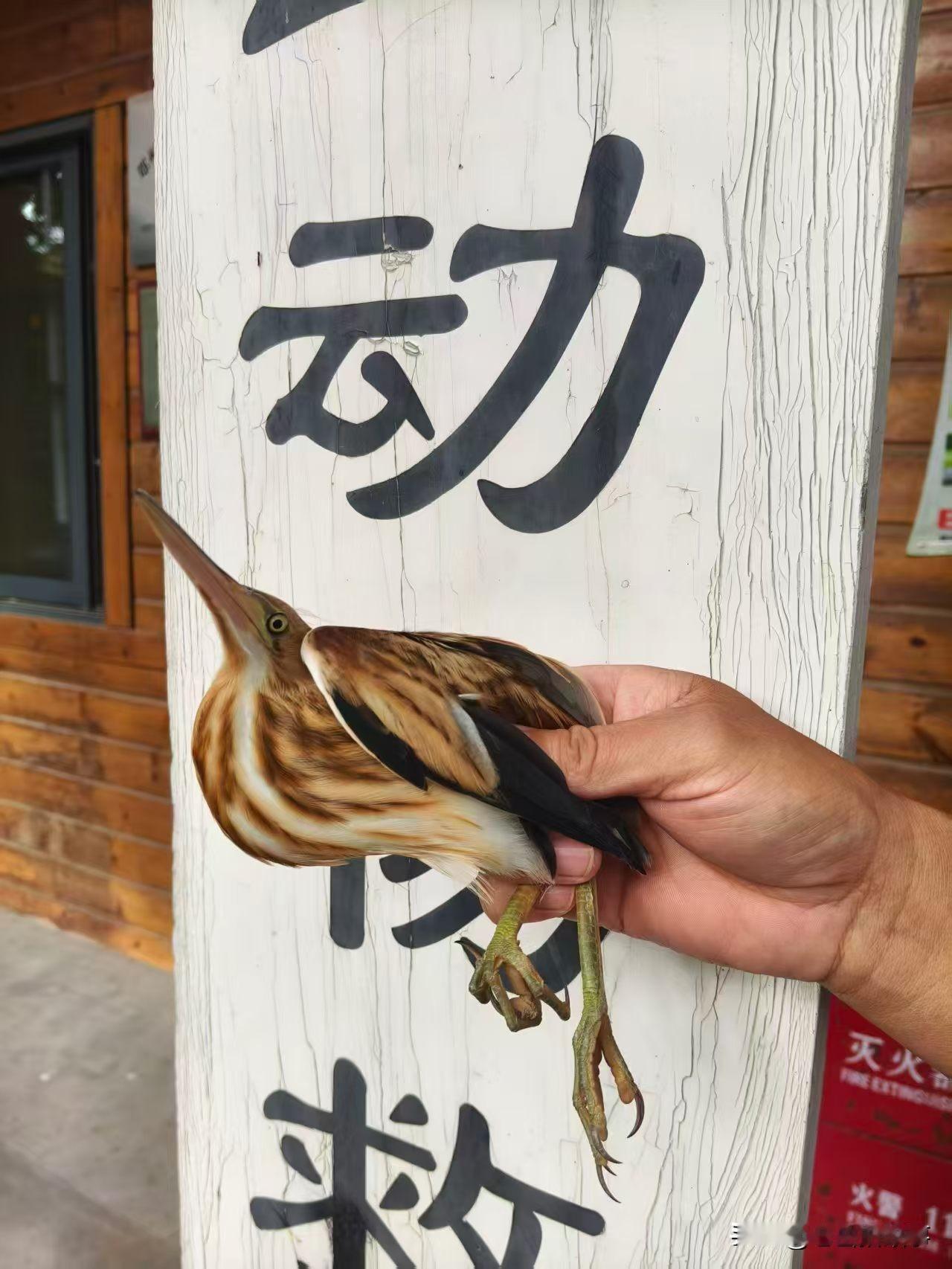2026年8月3日，郑州市野生动物救护站工作人员，前往郑州市中原区冉屯东路附近颐