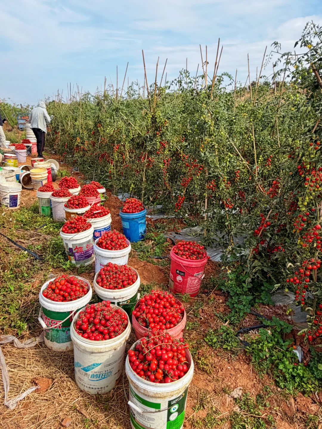 🍒小番茄倒计时10天，口感纯甜，错过等明年！