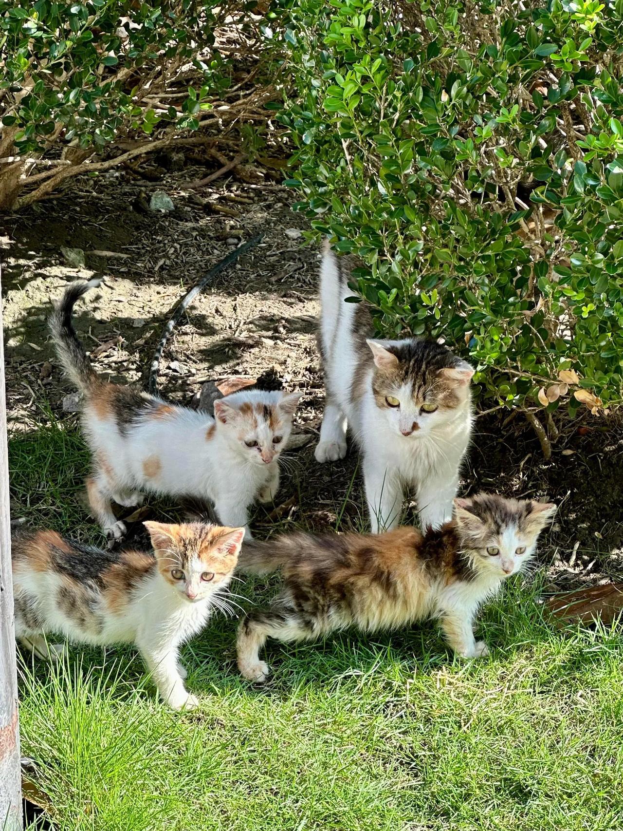 阳光下的小猫