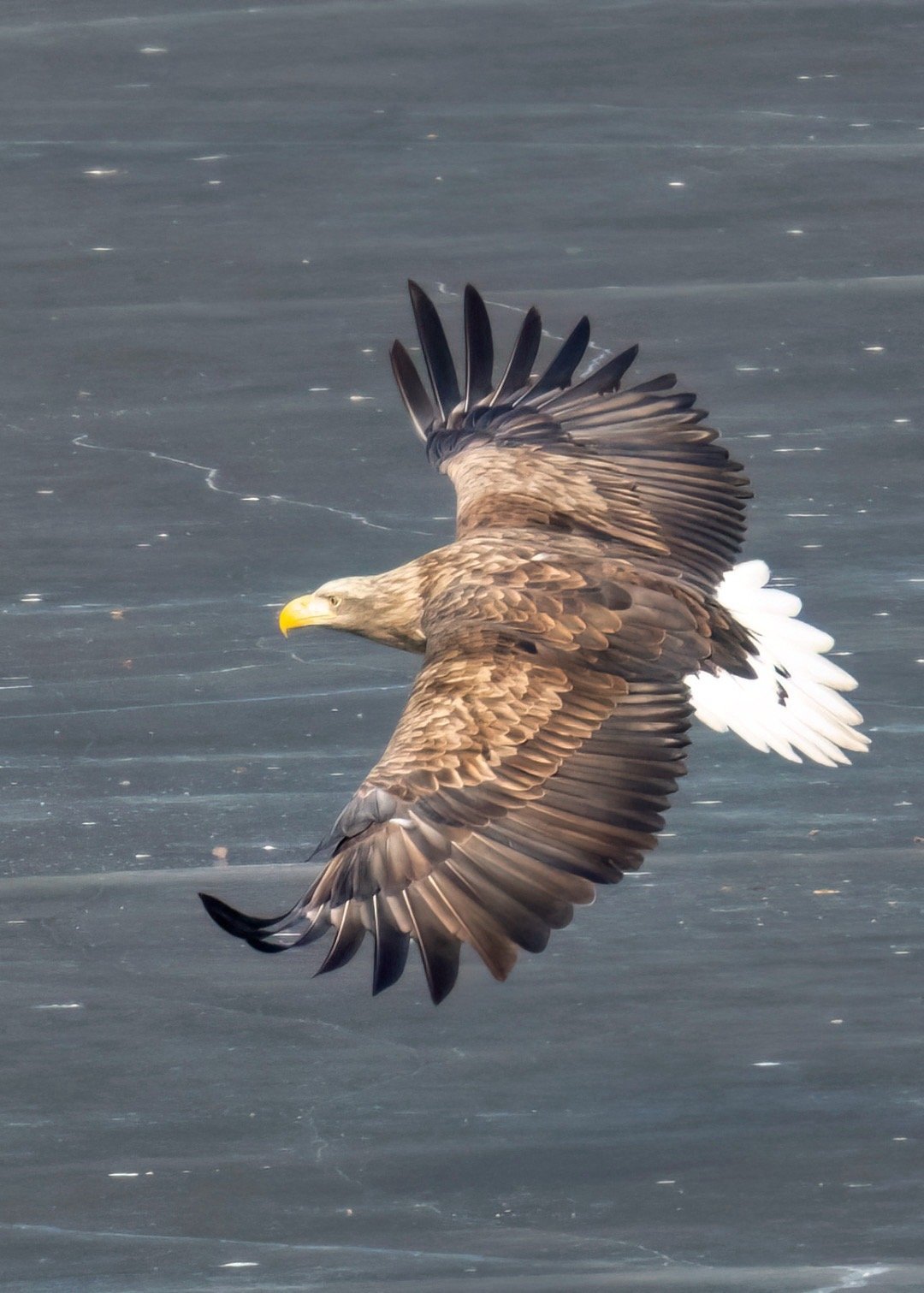 睡觉吧，说不定明天醒来特朗普已经打完伊朗了。 