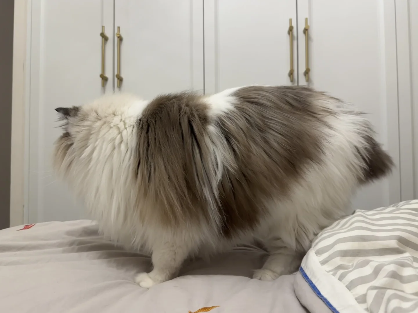 宝宝你是一只牦牛🦬