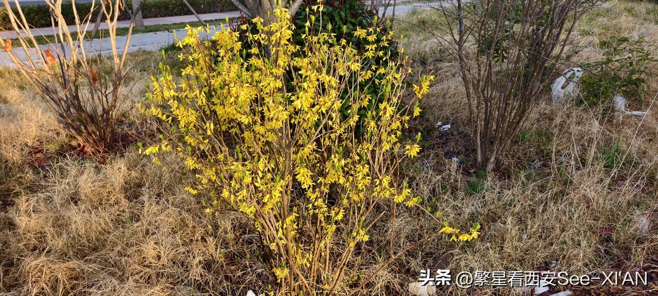 今天路过西安高新软件新城，只见在多个口袋公园里，山桃花、迎春花等竞相绽放。在清晨