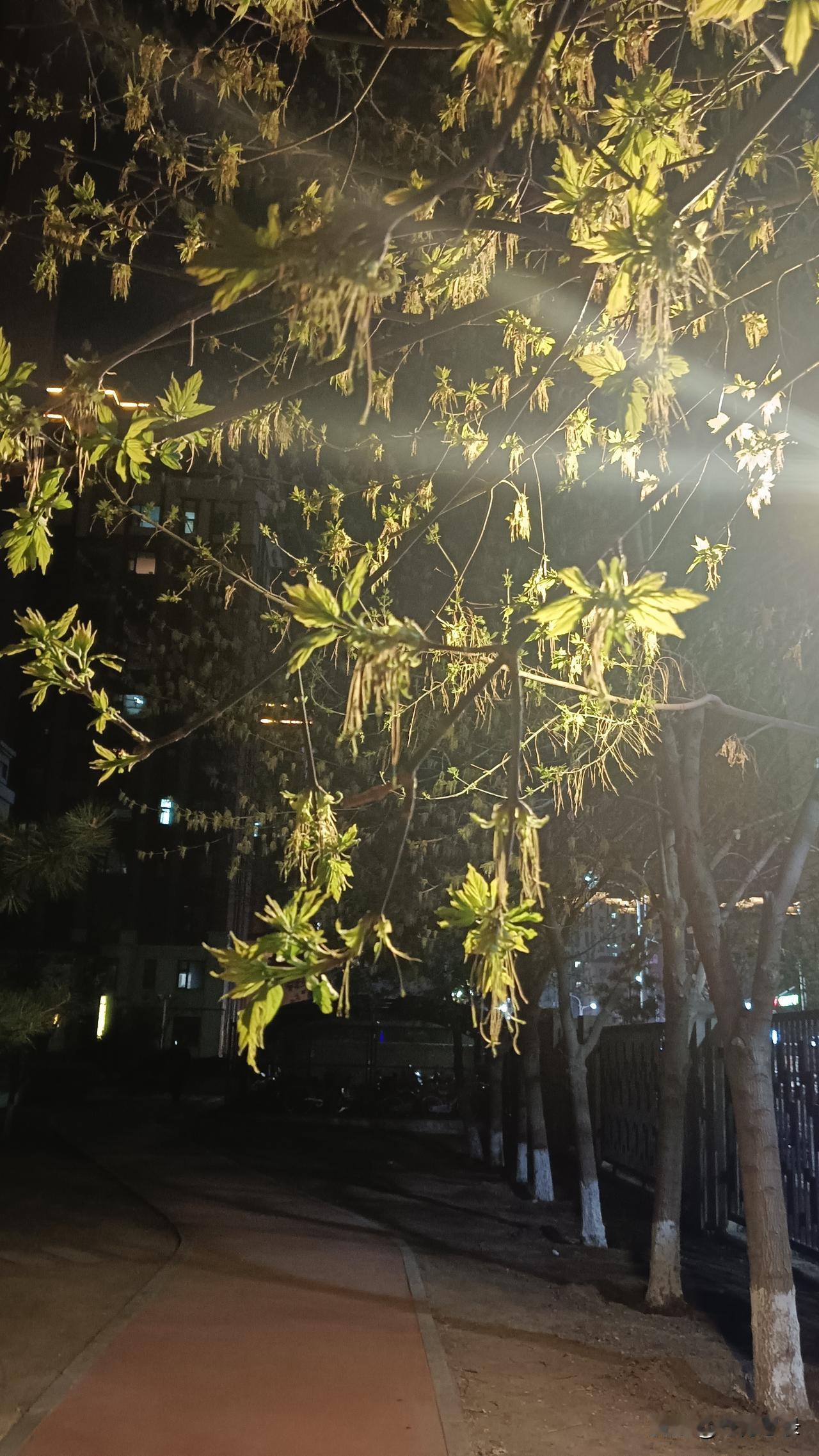 夜幕下的春意