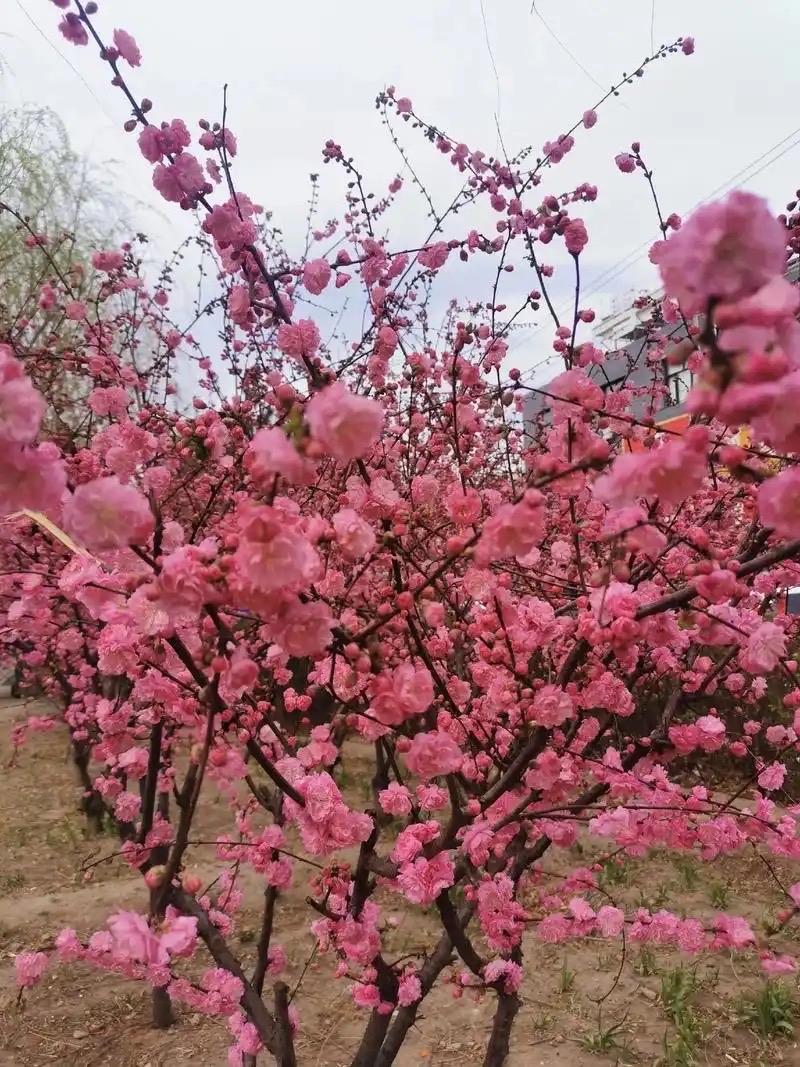 桃李不言，却把整个春天的热闹都开在枝头。