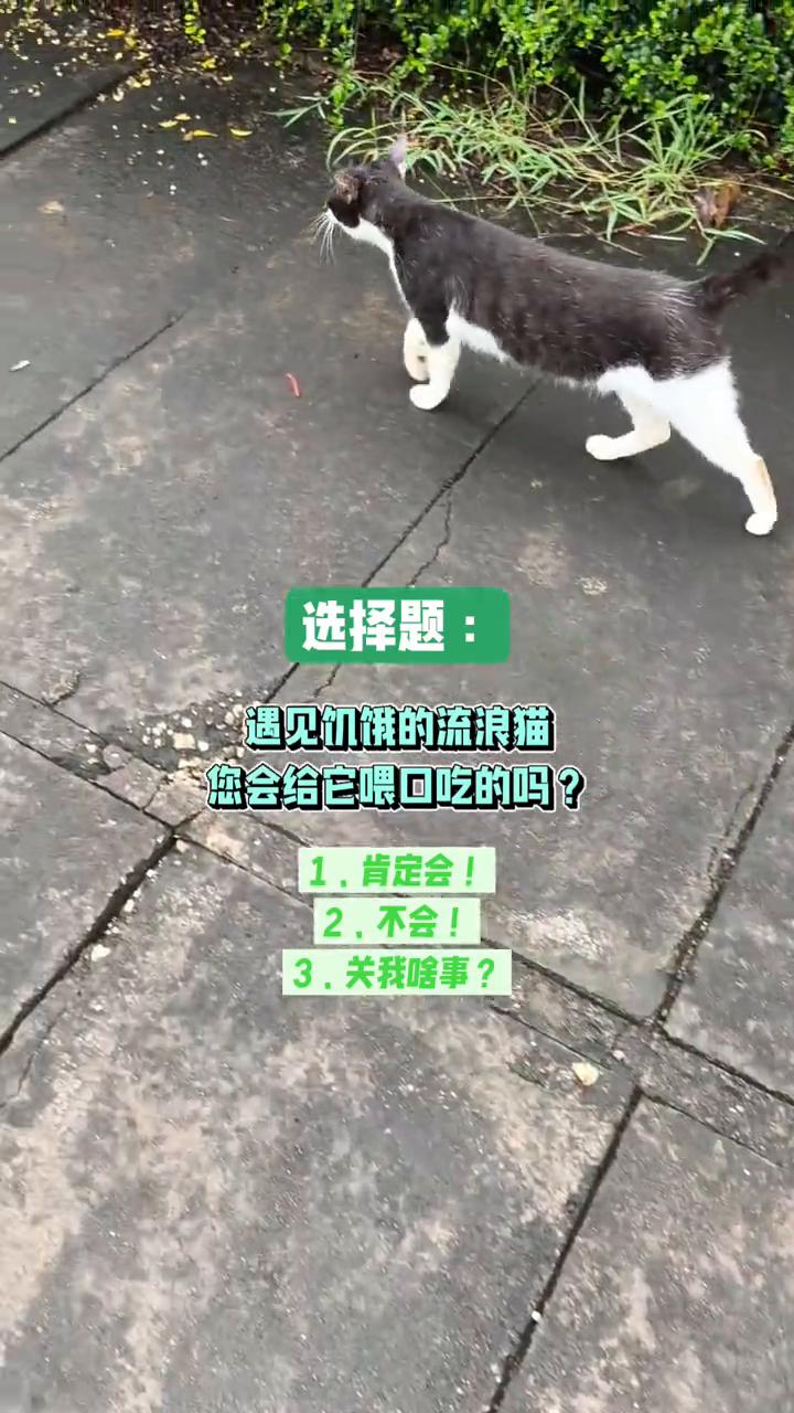 选择题：遇见饥饿的流浪猫，您会给它喂口吃的吗？
1.肯定会！
2.不会！
3.关