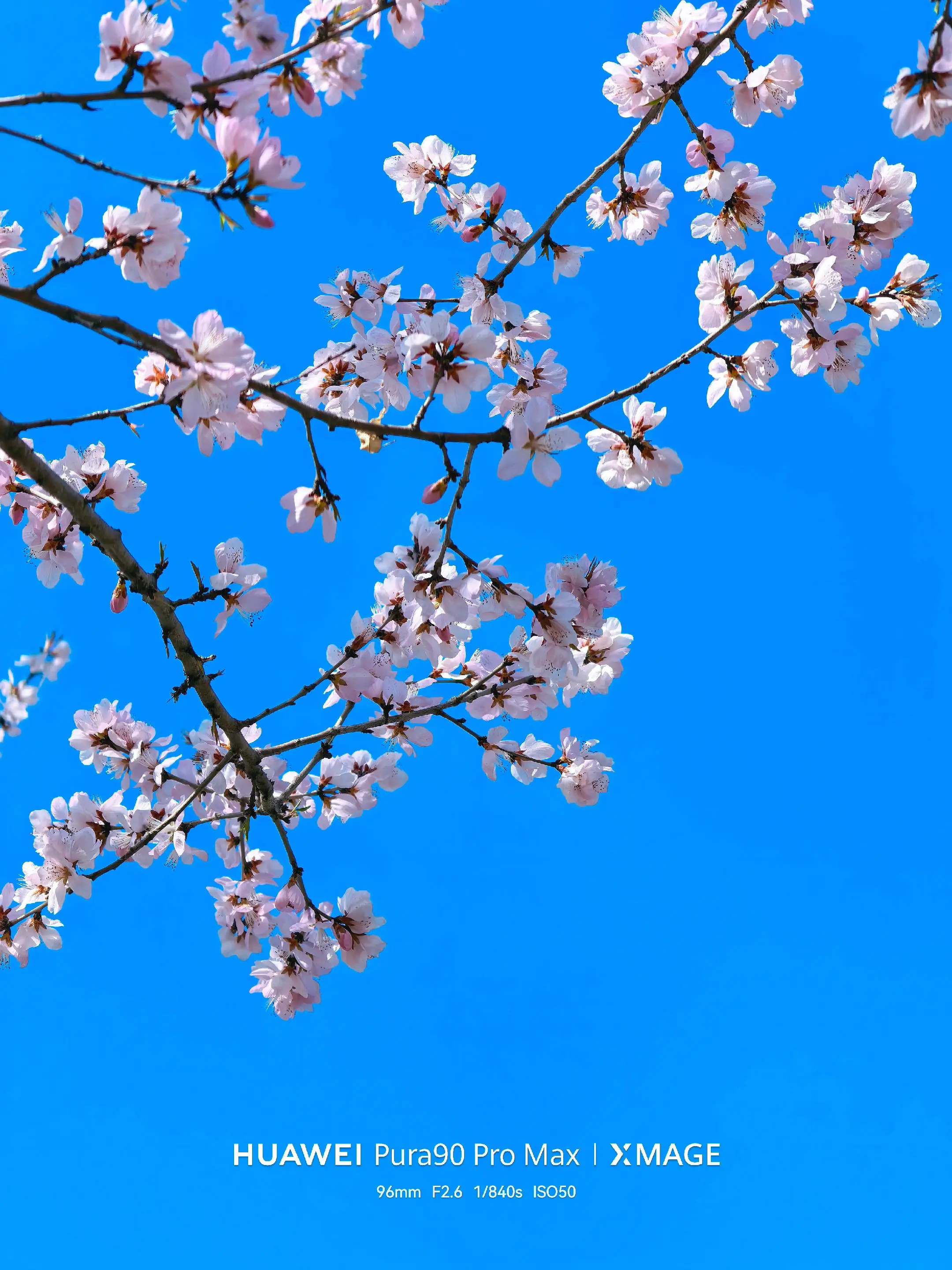 我用华为Pura90 Pro Max记录了东北的春天，你们觉得怎么样？