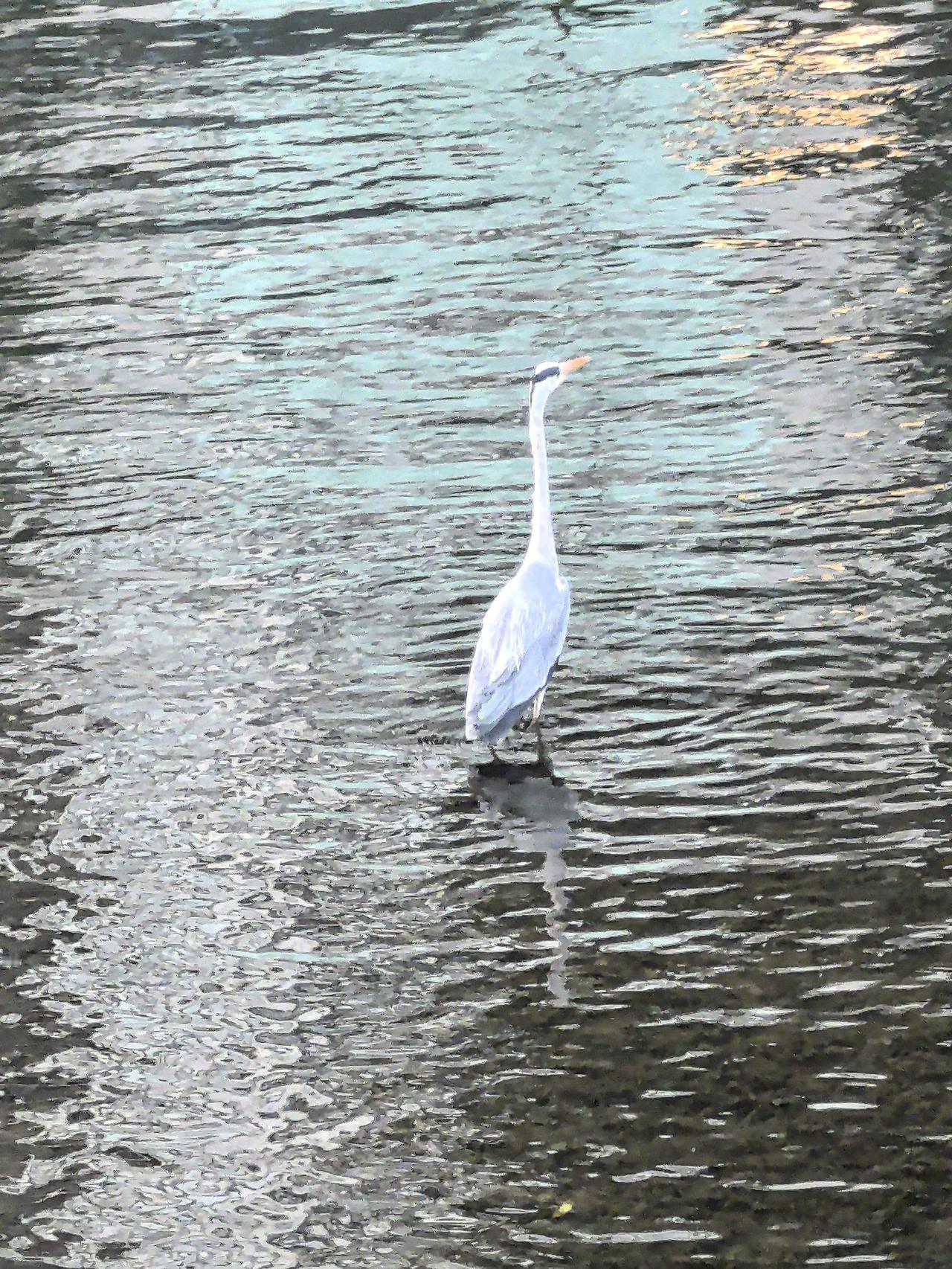 春江水暖。
——手机拍摄于锦江河畔
成都城市风景照 成都拍照 成都早春打卡 成都