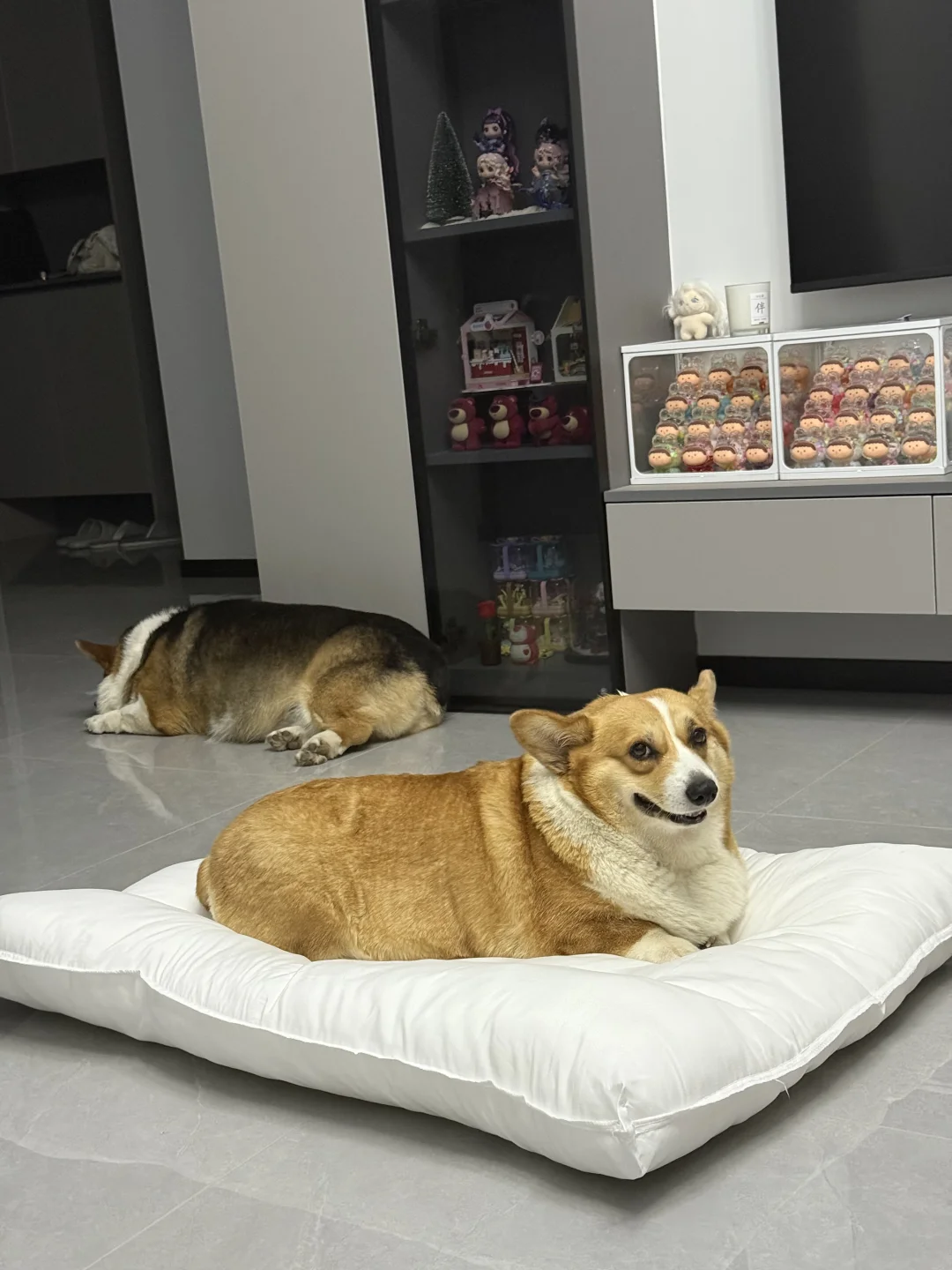 养了狗之后再也没遇到过鬼了。