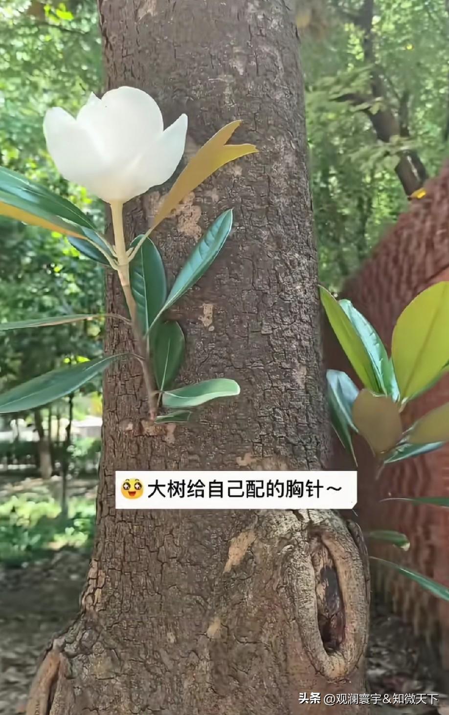 真美，像朵雪莲花！