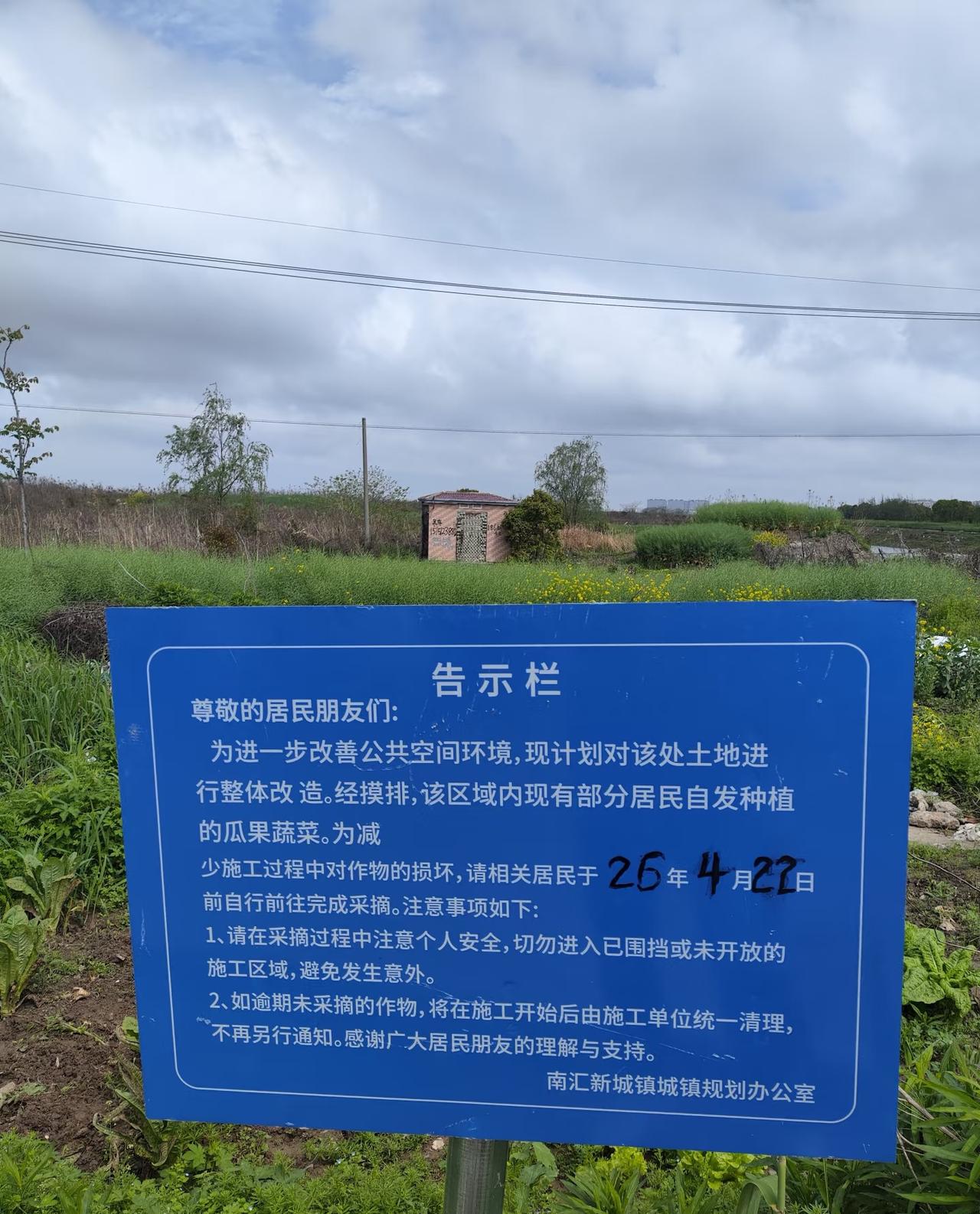 滴水湖荒地上居民自发种的瓜果蔬菜，要改造施工了。挺好的，提前告知一下。