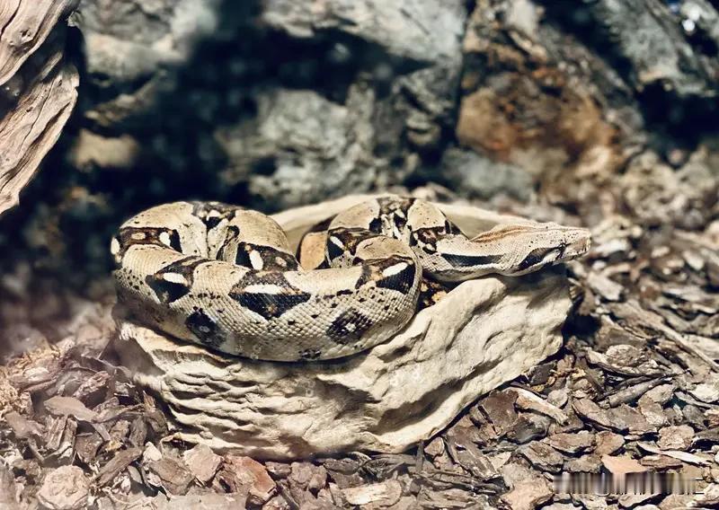 如果被蟒蛇缠绕，千万别慌。蟒蛇缠人是为了让猎物窒息，它每收缩一次，压力会不断增大